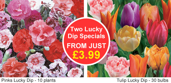 Lucky Dip Special Offer - FROM JUST £3.99