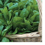 Dark green leafy vegetables for healthy eyes