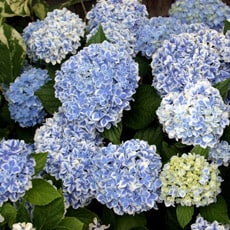 How To Grow Hydrangeas | Thompson & Morgan