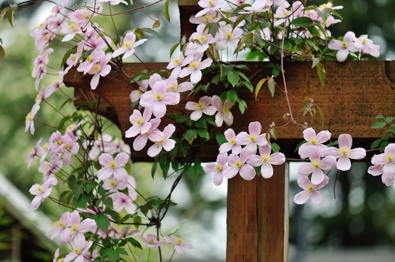 Climbing Plants For Walls And Fences Plants For A Purpose Thompson Morgan