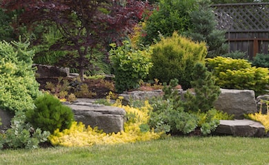 Various conifers in garden setting
