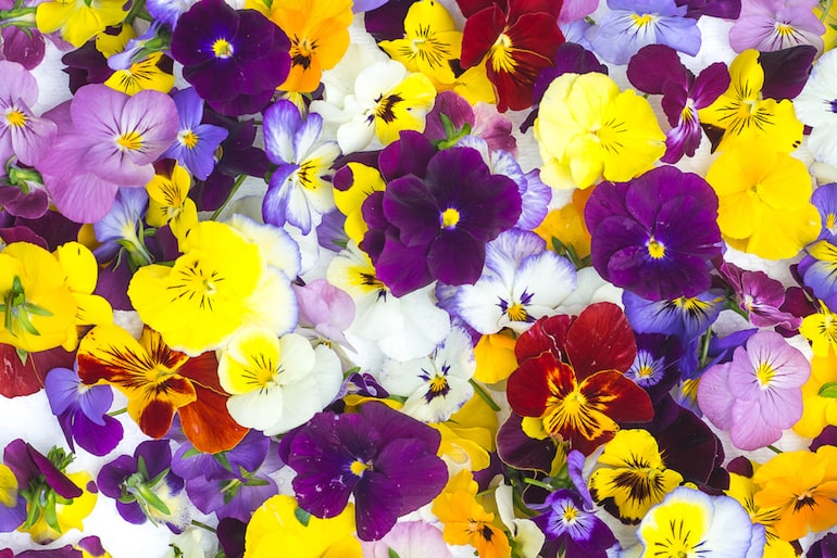 Edible Flowers: How to Find & Use Them in Recipes