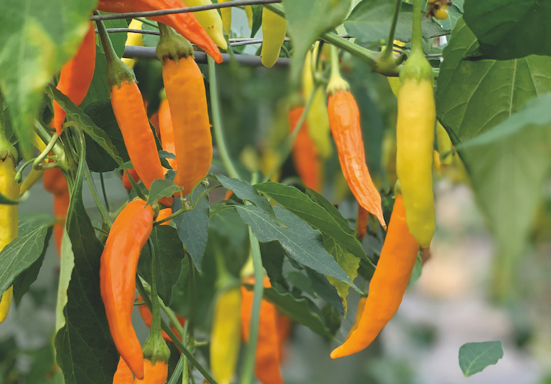 How To Grow Chilli Peppers Thompson Morgan