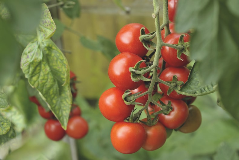 How Often to Water Tomato Plants for Maximum Growth