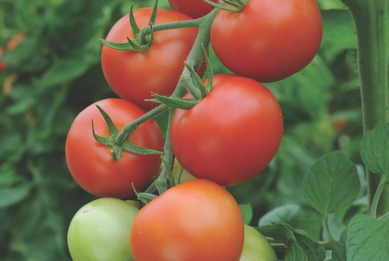 Tomato Farming For Beginners; Planting, Growing And Harvesting, Greenlife