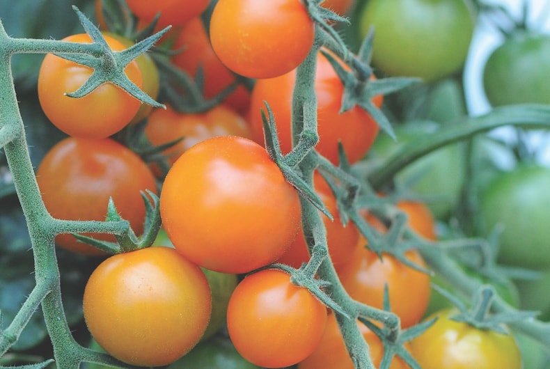 The ultimate guide to growing tomatoes