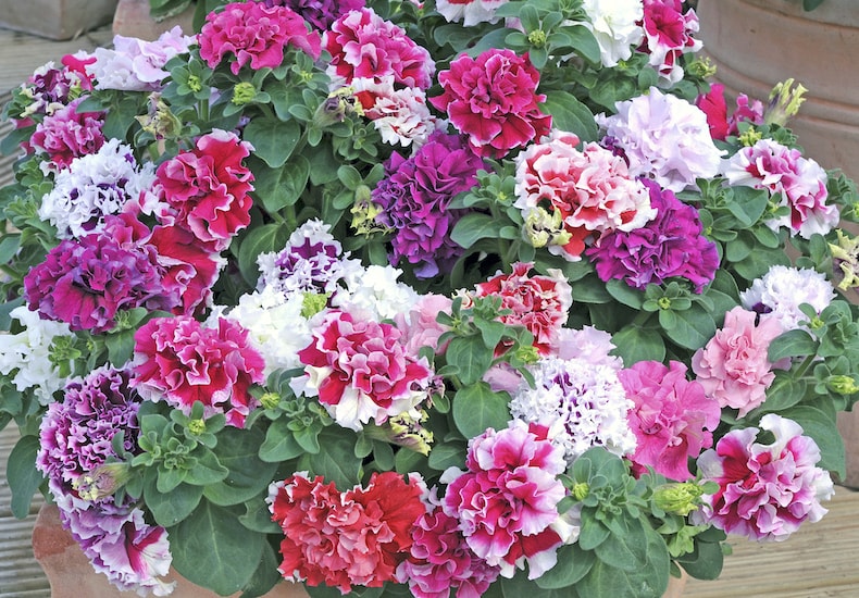 Pink, purple and white frilly petunias