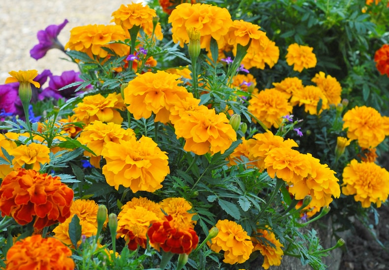 Yellow marigold flowers with purple petunias