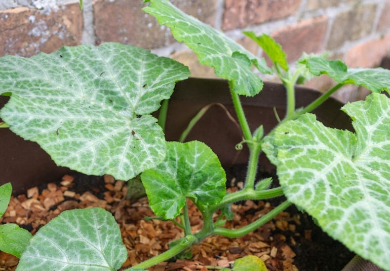 Butternut squash leaves growing out of container