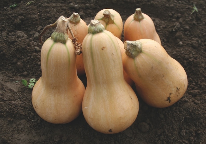 Collection of butternut squash on ground