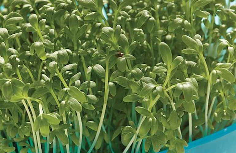 How to Grow Cress - Healthier Steps