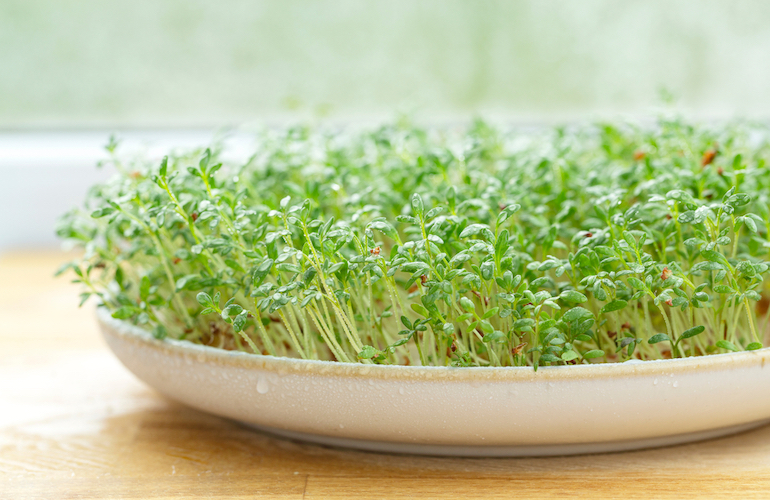How to Grow Cress - Healthier Steps