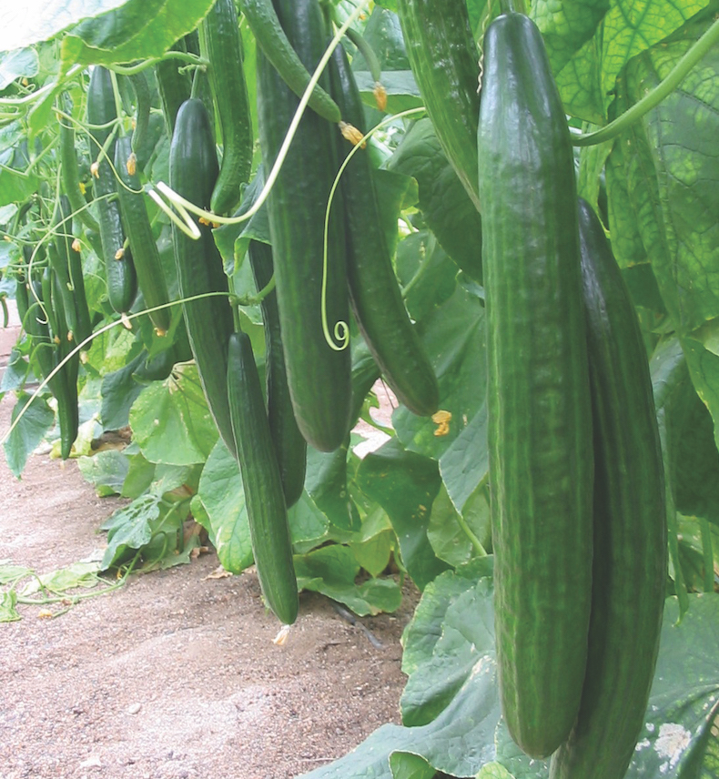 https://www.thompson-morgan.com/static-images/tandm/static-articles/how-to-grow-cucumbers/cucumber-carmen.jpg