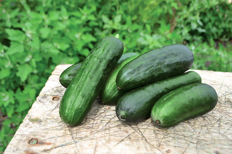 Fresh Long And Mini Cucumbers Stock Photo - Download Image Now