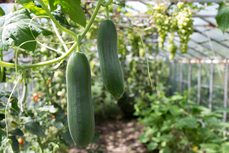How To Grow Cucumbers Thompson And Morgan