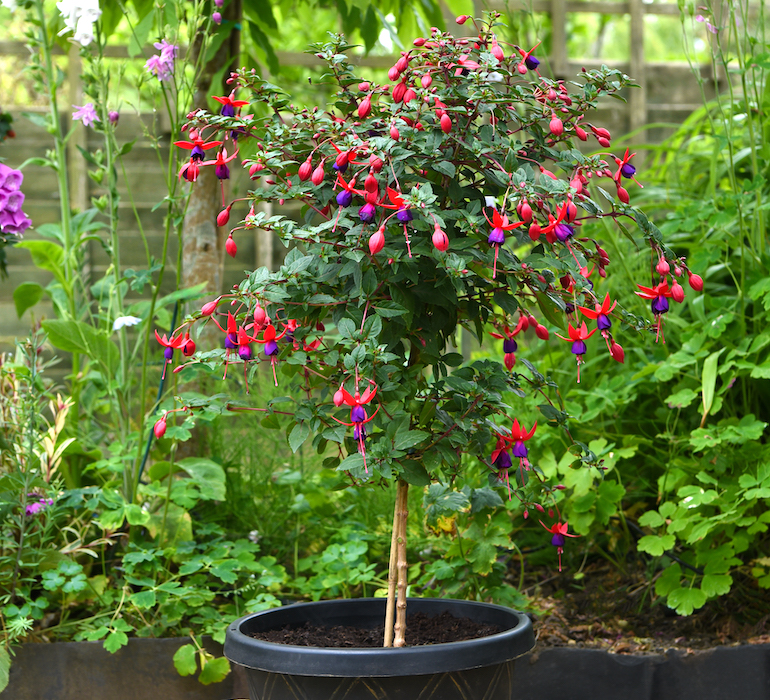20+ Planting Fuchsia In Pots - GilesSalara