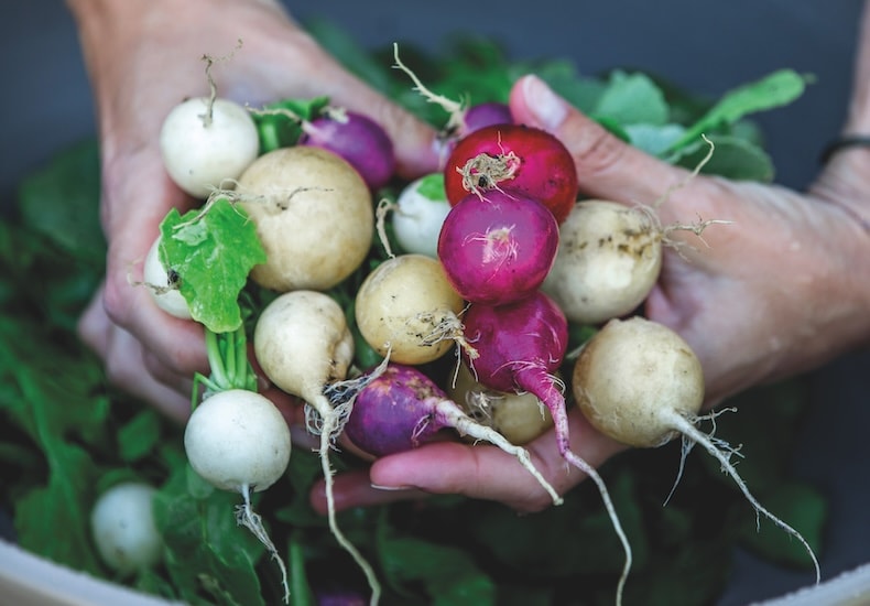 A healthy crop of colourful radishes being held together