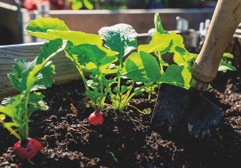 Radishes growing in raised planting beds with a trowl sticking out