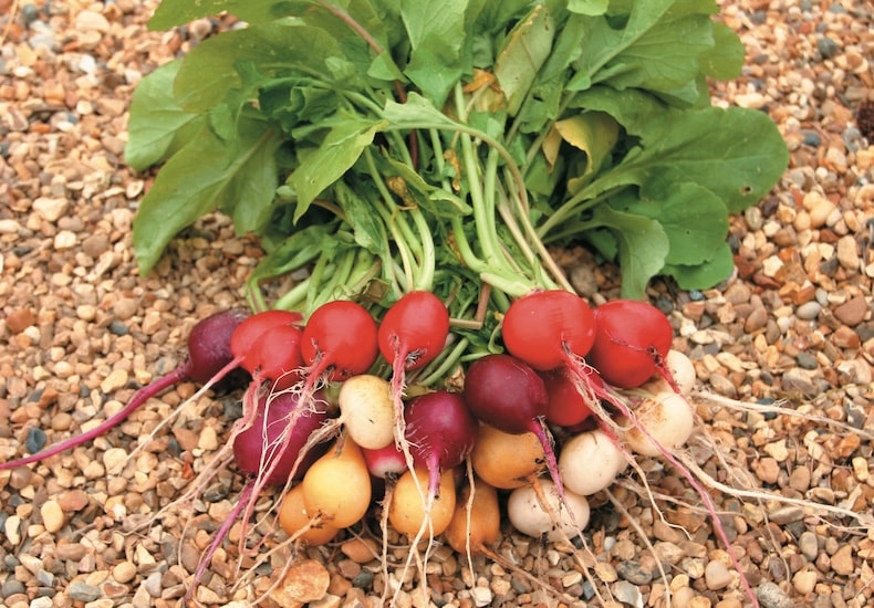 A collection of radishes being held over  abucket with light leaves around them