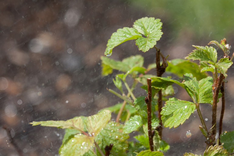 How To Grow Raspberries Thompson And Morgan 8576