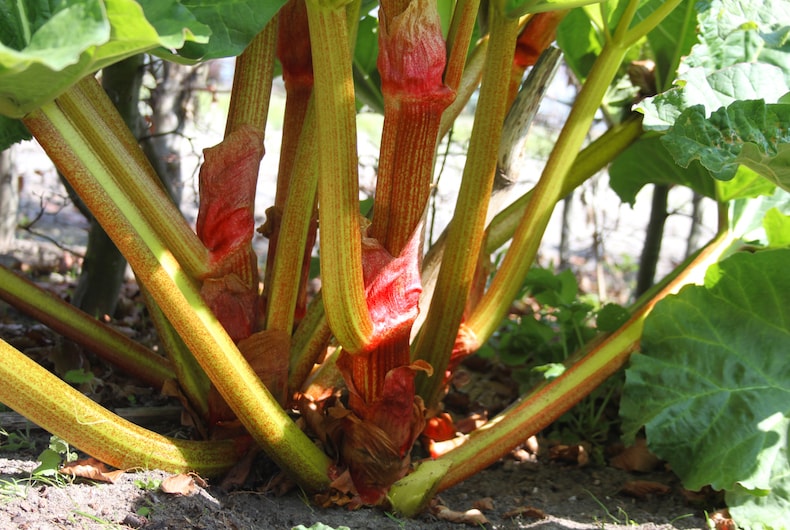How to Harvest Rhubarb the Right Way (Hint: Don't Cut It!)