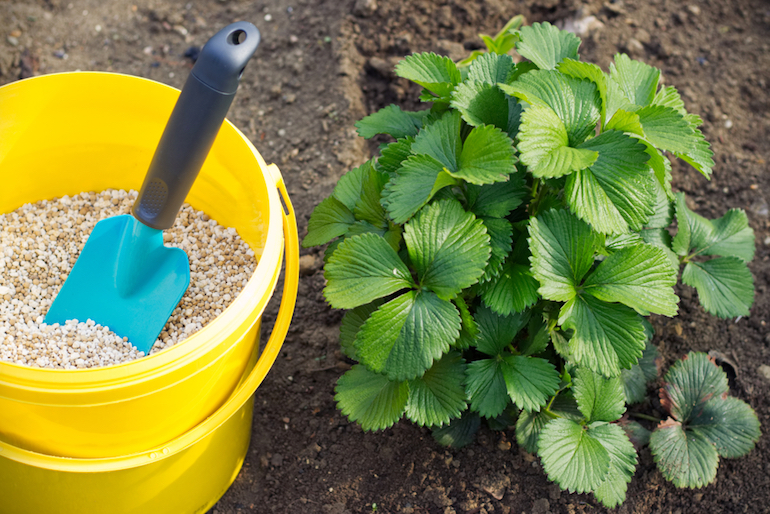 feeding strawberry plant