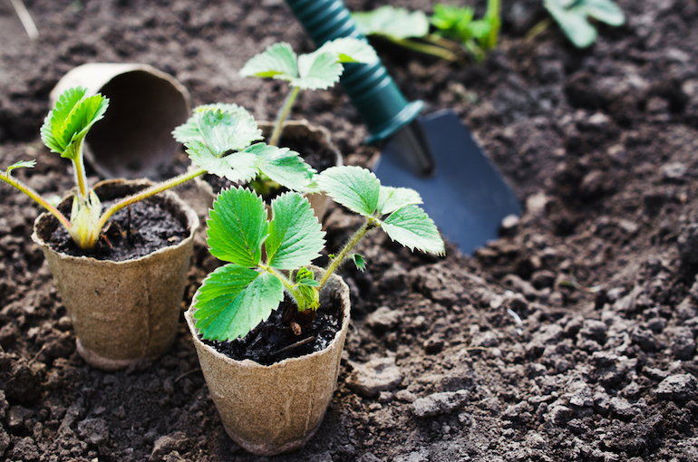 Strawberry plants with space to grow in garden