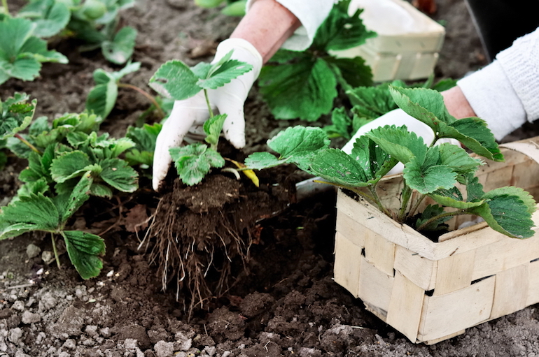 Strawberry crop rotation