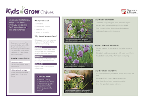 growing chives with kids pdf