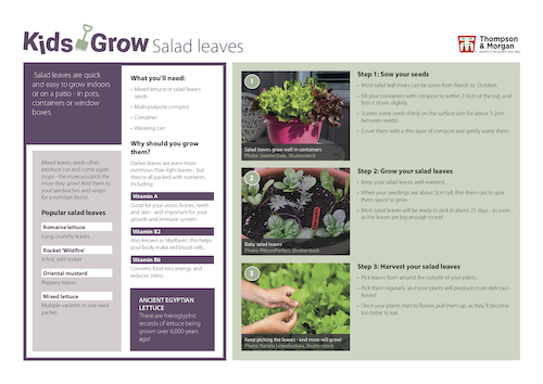 growing salad-leaves with kids pdf
