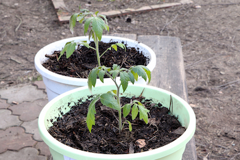potting out tomato seedlings