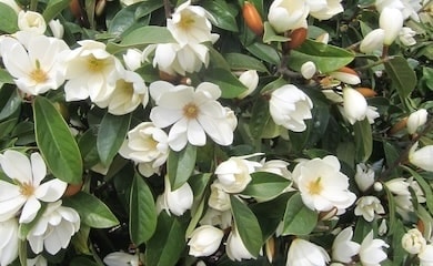 Bush of white magnolia flowers