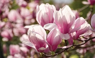 Pink magnolia bloom in tree