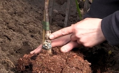 Planting magnolia tree in ground