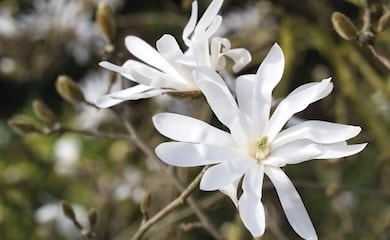 Two white magnolia flowers on tree