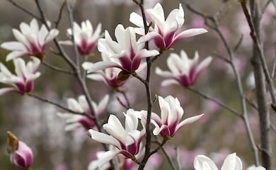 White and dark pink magnolia flowers