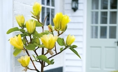 Yellow potted magnolia