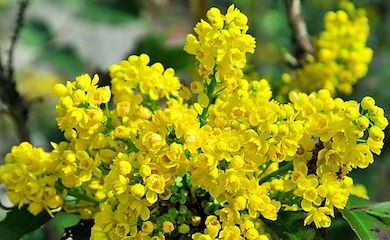 Mahonia aquifolium from Thompson & Morgan