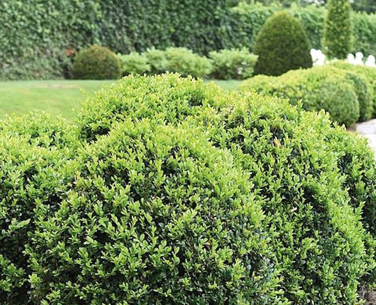 How to prune box and yew | Thompson & Morgan