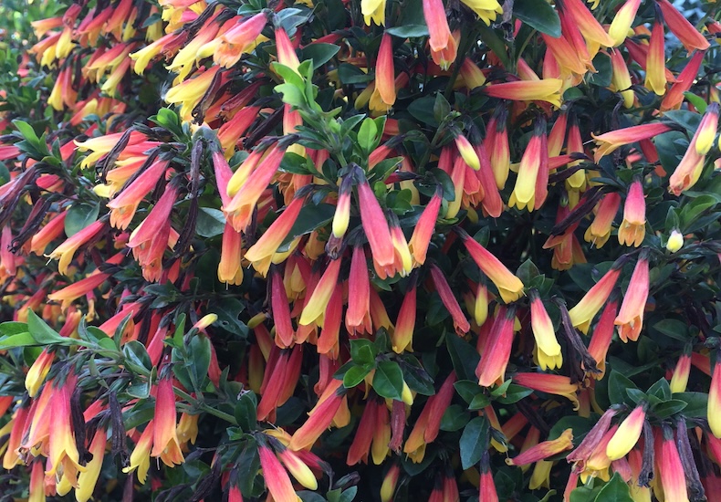 brazilian fuchsia from Thompson & Morgan