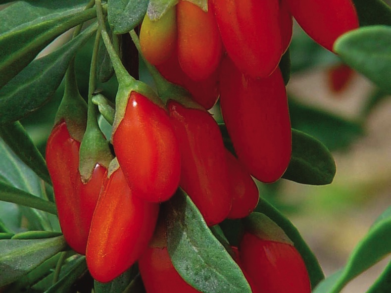 Potted goji berry from Thompson & Morgan