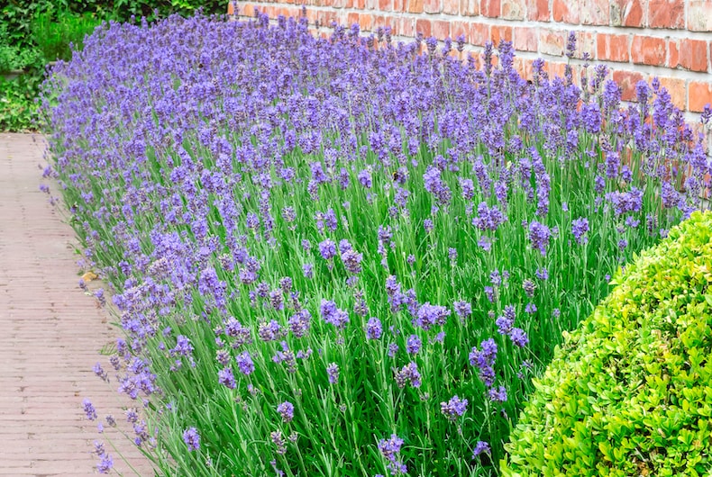 How to prune lavender