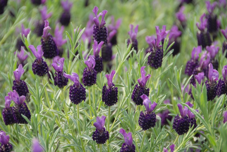 Lavender 'Night of Passion' from Thompson & Morgan