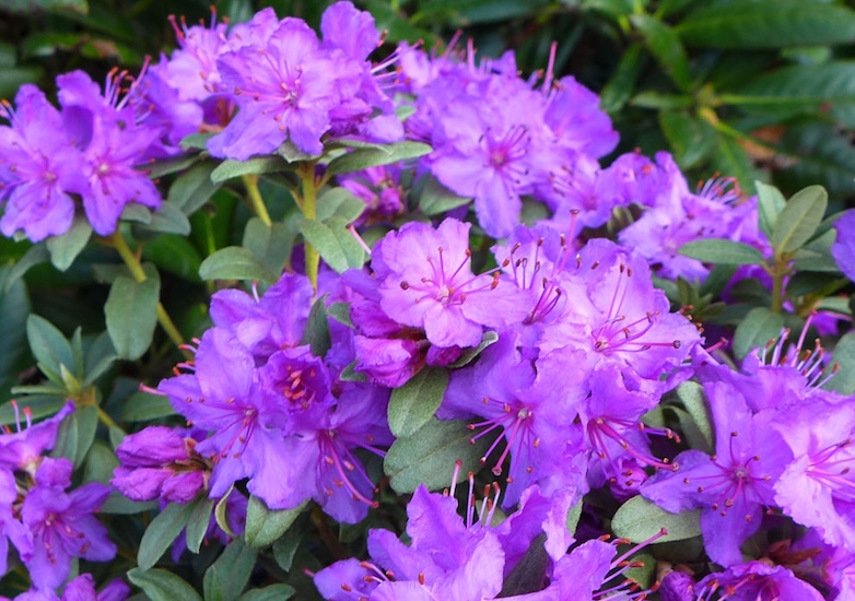 Rhododendro blue silver