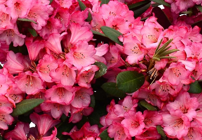 Rhododendron wine and roses