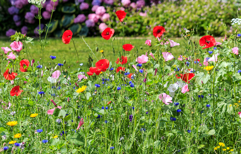 Wildflower Seeding: When is the Best Time to Plant Wildflowers in