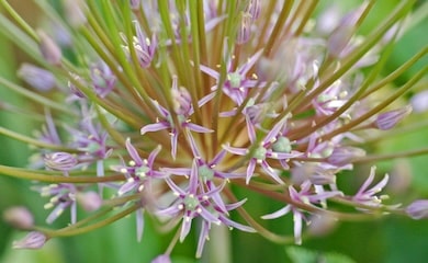 Allium 'Schubertii' closeup