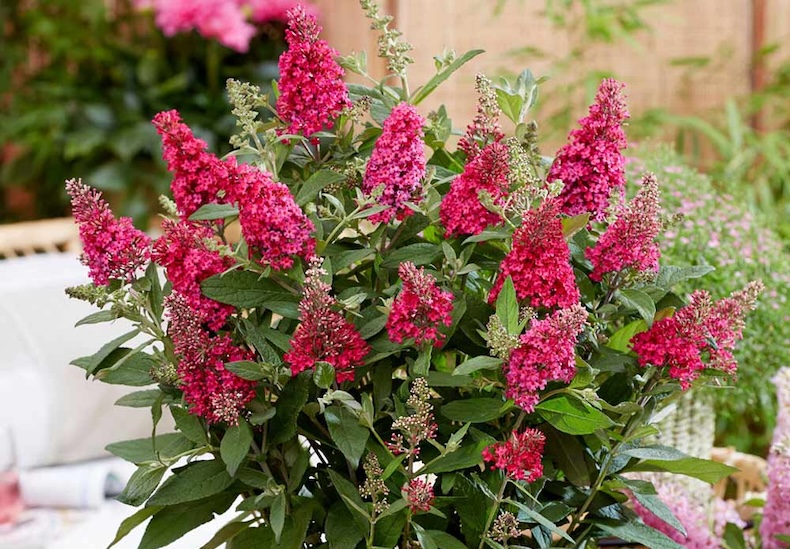 buddleia butterfly candy little ruby