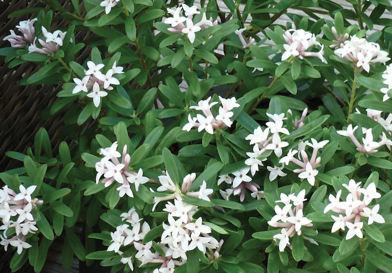 daphne eternal fragrance