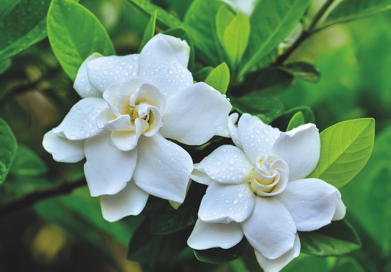 gardenia crown jewels